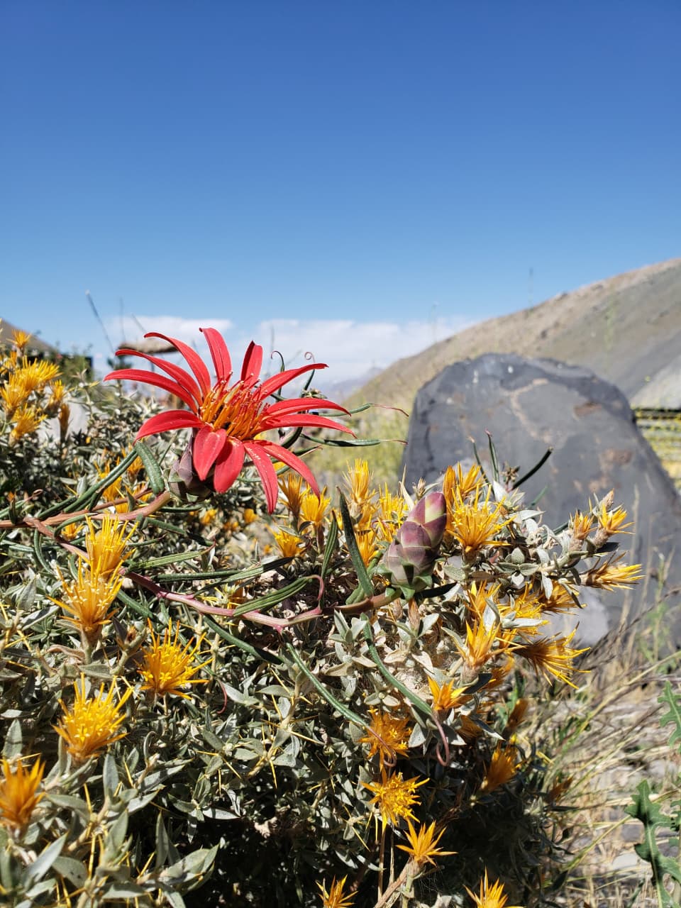 WhatsApp Image 2025-08-26 at 16.00.06